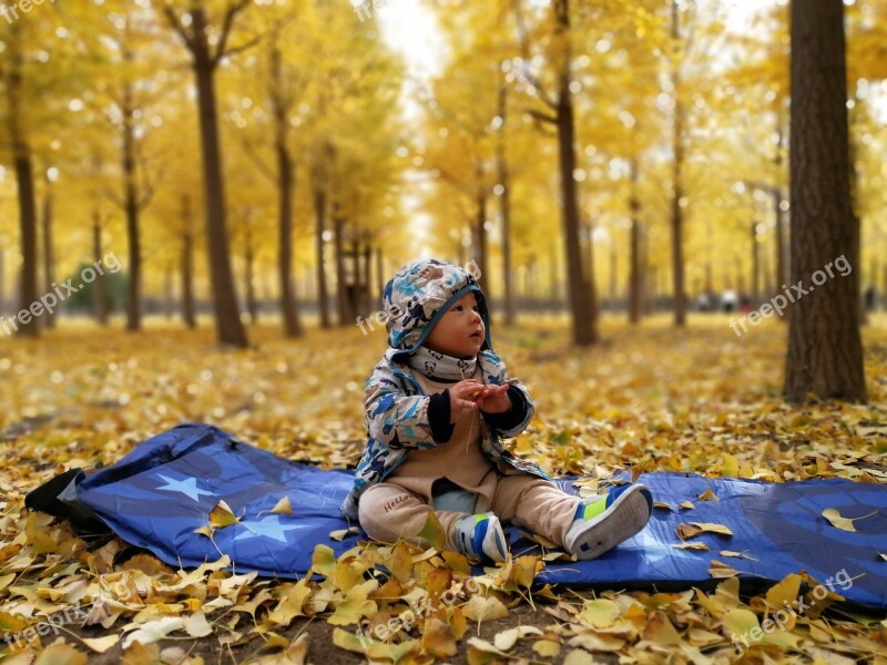 Golden Autumn Ginkgo Park Ginkgo Forest Gold Over