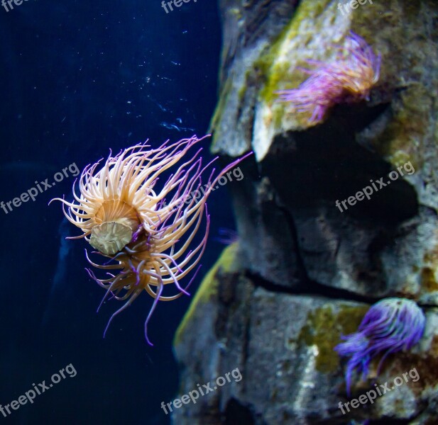 Sea Anemone Colorful Sea Underwater World Anemone