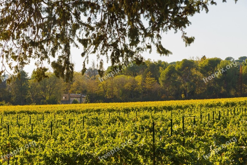 Vines Fall Vineyard Color Beaucaire