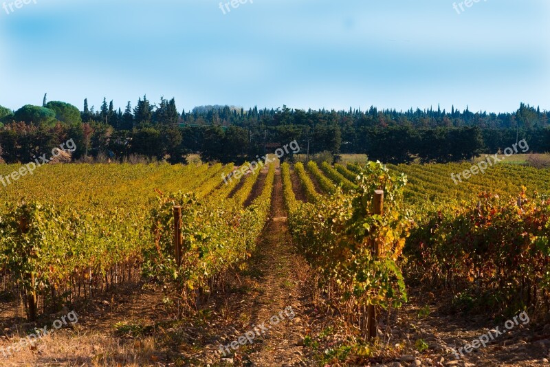 Vines Fall Vineyard Color Beaucaire