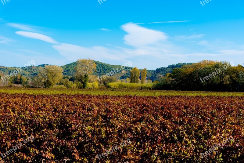 Vines Fall Vineyard Color Beaucaire