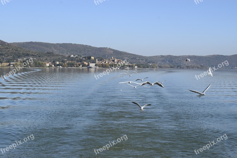 Trasimeno Seagulls The Greater Island Ferry Umbria