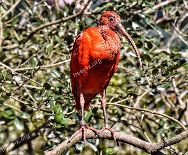 Ibis Ibis Red Bird Plumage Zoo