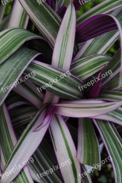 Plants Entanglement Leaf Purple Affix