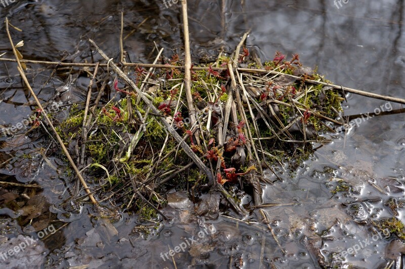 The Red Plant Siberian Swamp The Tussock In The Swamp Spring Water