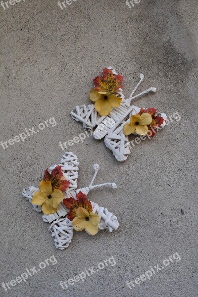 Butterfly Butterflies Flowers Insect Insects