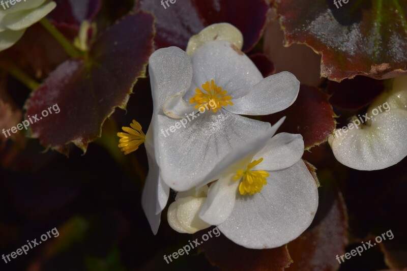 Begonia Begonias Flower Flowers Autumn