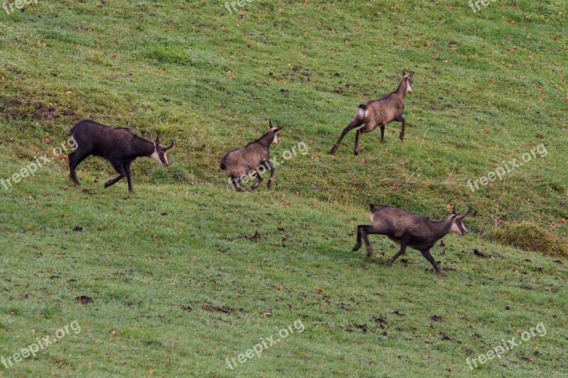 Chamois Rut Rutting Season Boss Leittier