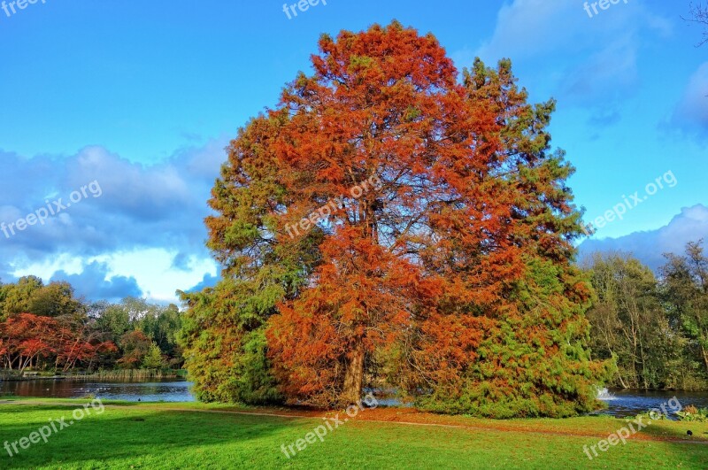 Fir Tree Conifer Pine Tree Tree Autumn Color