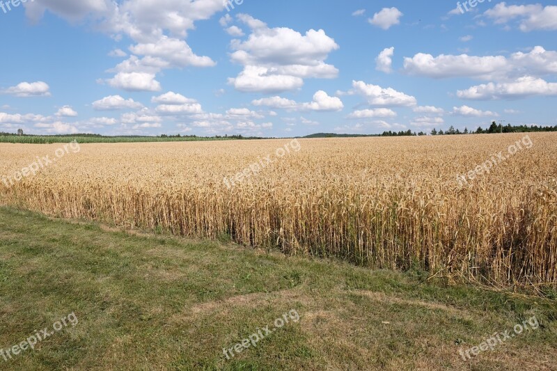 Sky Wheat Field Landscape Scenic Wheat