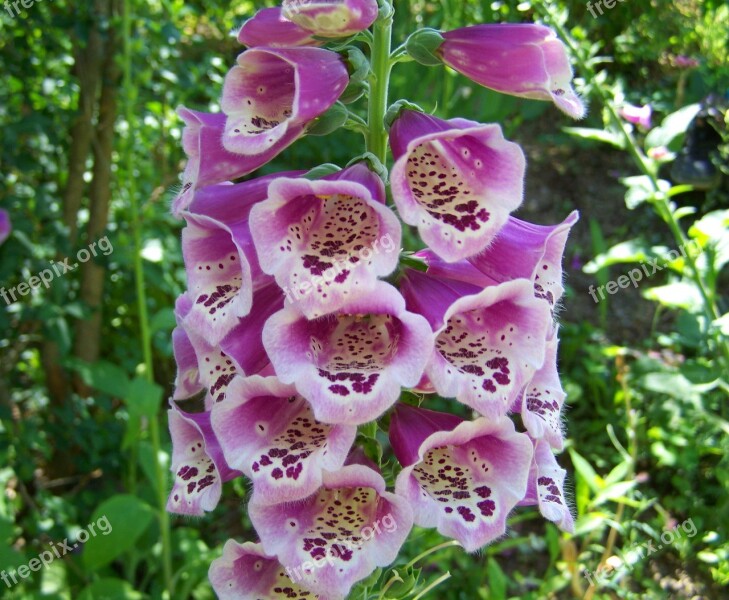 Foxglove Purple Flower Summer Flower Flower Garden Free Photos