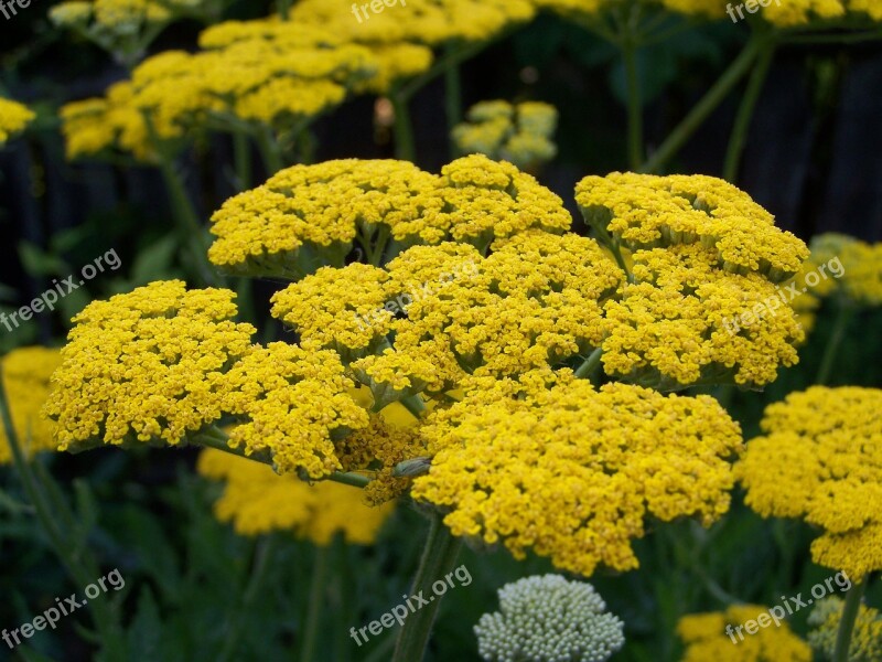 Yarrow Yellow Flower Flower Garden Free Photos