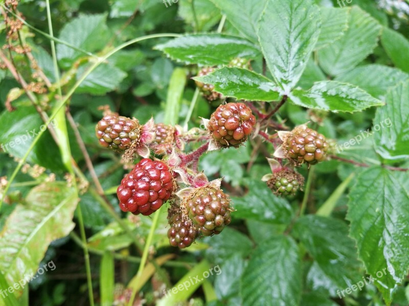 Blackberries Red Berries Brambles Ripe Berries Berries In Hedgerow