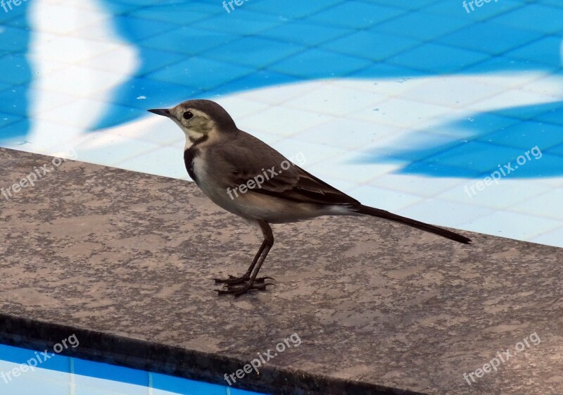 Bird Wagtail White Wagtail Motacilla Alba Passerine