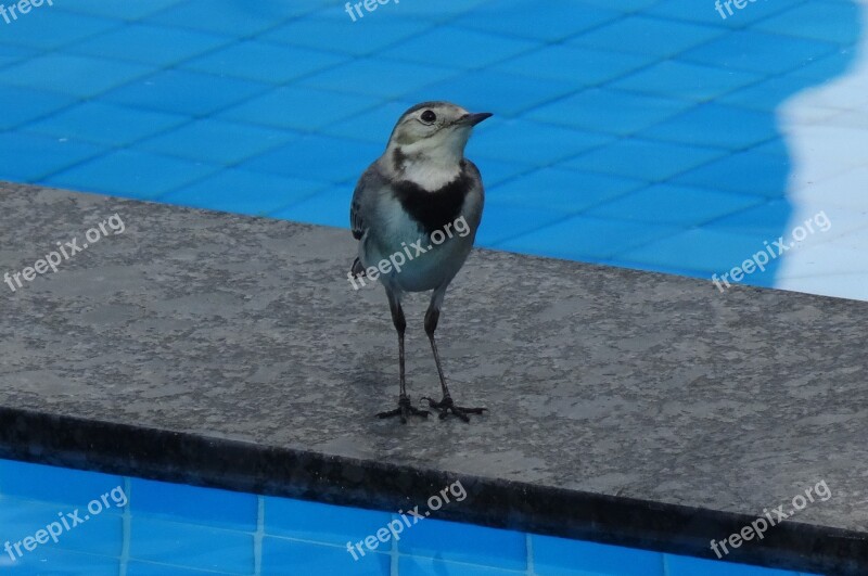 Bird Wagtail White Wagtail Motacilla Alba Passerine