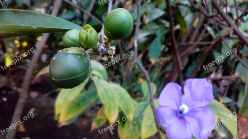 Green Fresh Color Plant Nature