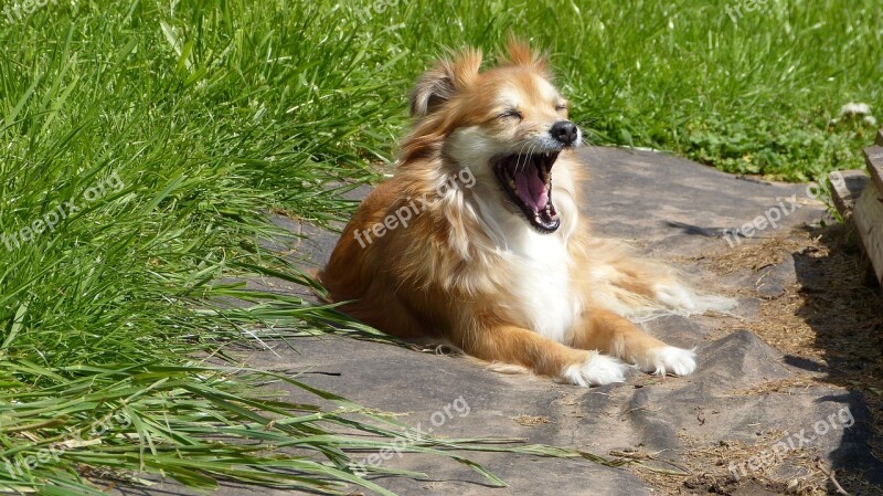 Dog Animal Garden Yawns Nature