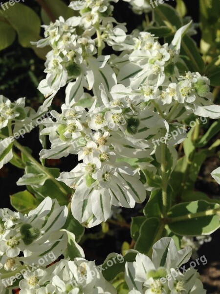 Flowers Green Nature Plant Summer