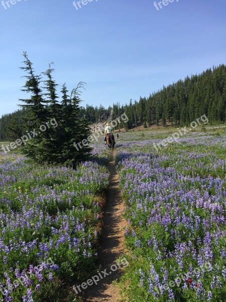 Horseback Wilderness Oregon Hiking Hunting