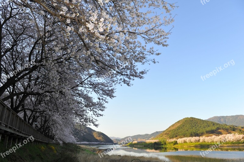 Spring Seomjin Cherry Enjoy Free Photos