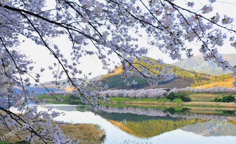 Seomjin Spring Cherry Blossom Free Photos