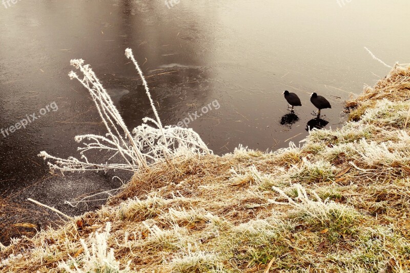 Coot Bird Water Bird River Ice