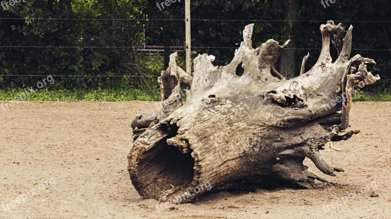 Tree Log Root Bark Nature