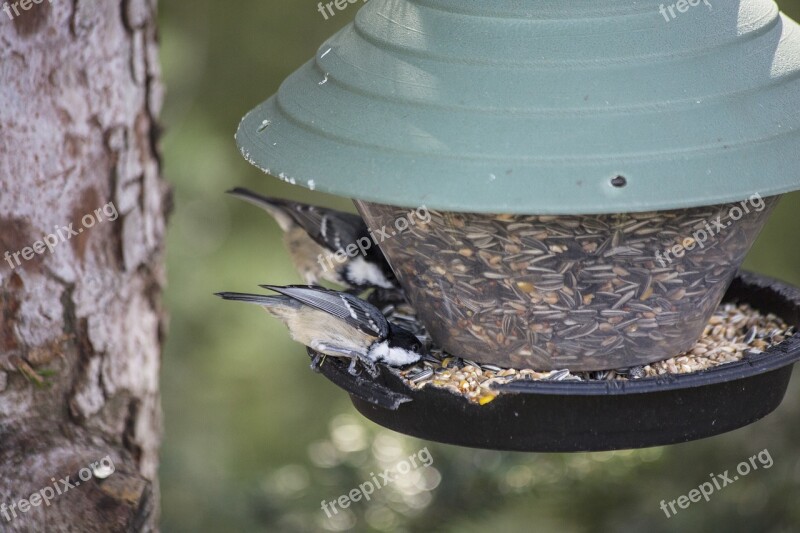 Bird Aviary Nesting Box Bird Feeder Treehouse