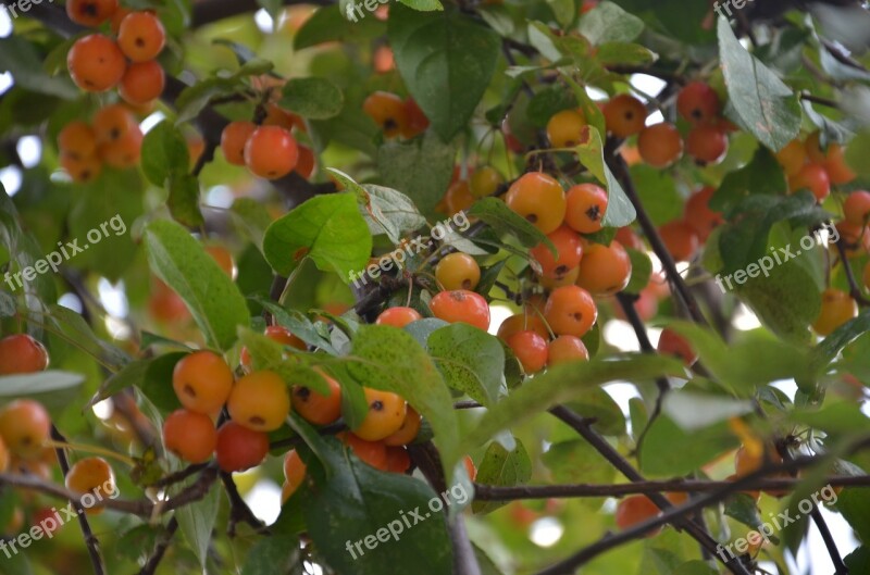 Tree Crabapples Small Apples Free Photos