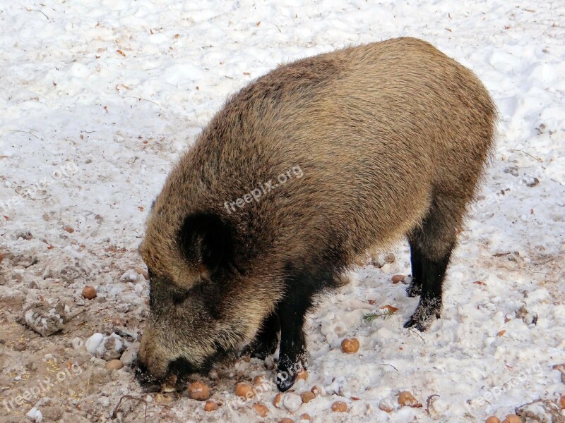 Wild Boar Pig Wild Mammal Forest