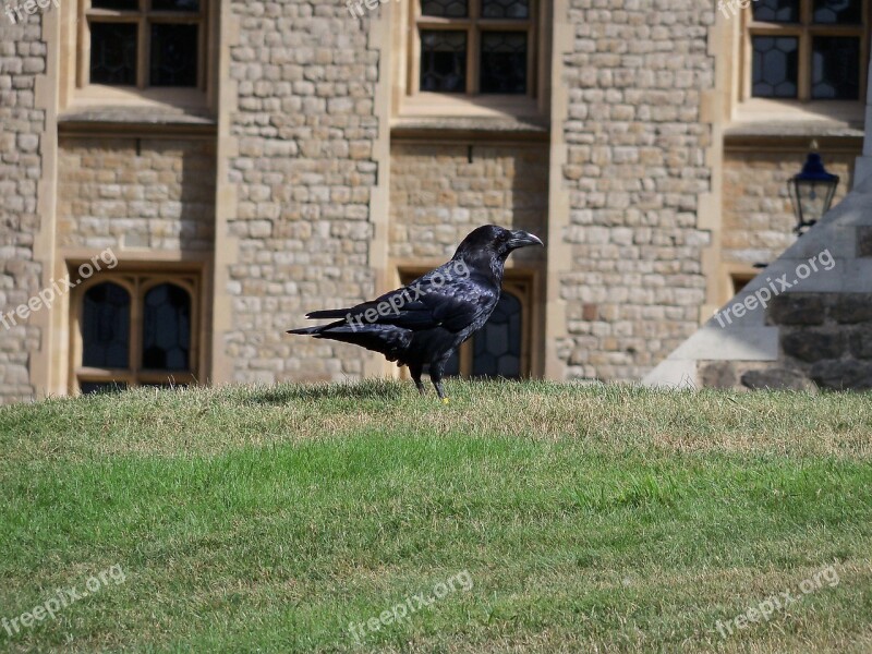 Tower Of London Animals Ravens Free Photos