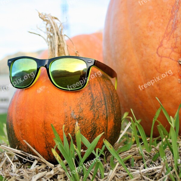 Ornamental Pumpkins Glasses Autumn The Cultivation Of Halloween