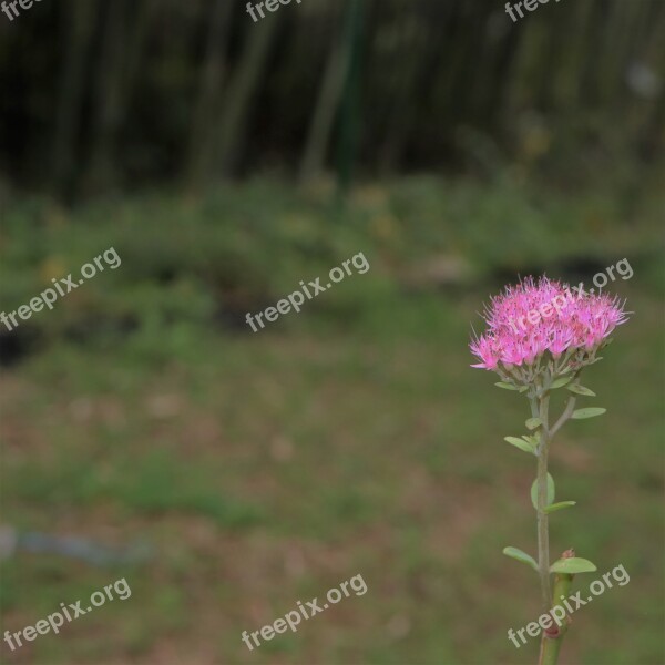 Fine Little Delicate Flowers Nature