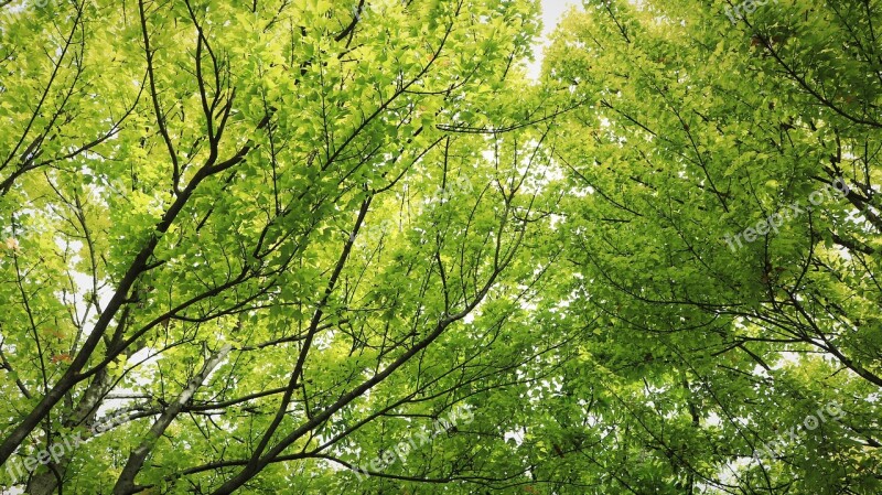 Wood Trees Plants Leaf Leaves