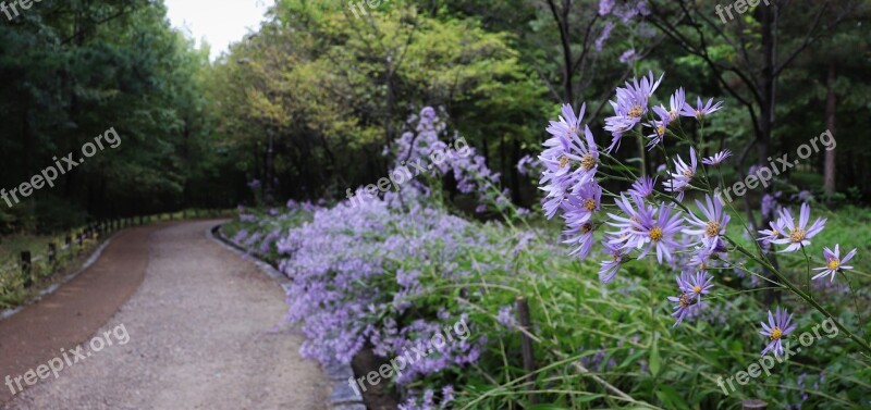 Flowers Nature The Nature Of The Natural Plants