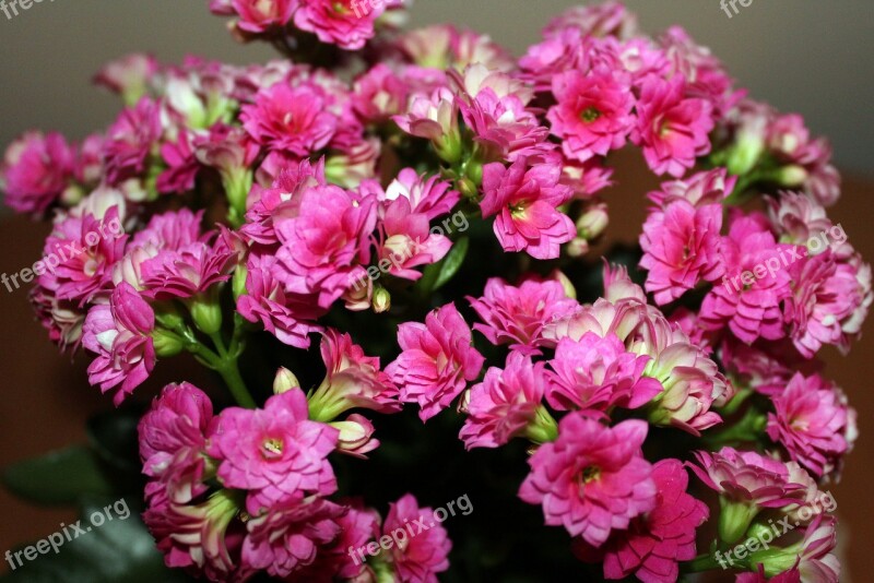 Kalanchoe Flowerpots Pink Small Flowers Blooms