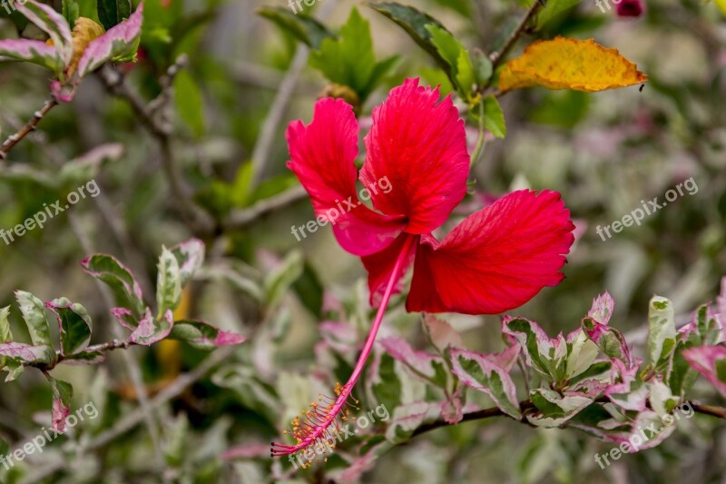 Flower Nature Green Garden Plant