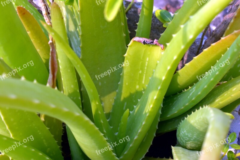 Aloe Vera Plant Herbal Health Free Photos