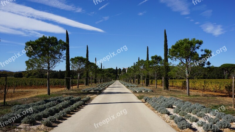 Avenue Pine Cypress Landscape Sky