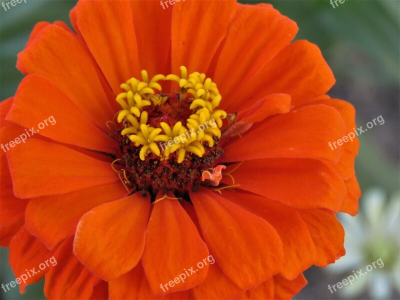 Flower Orange Rust Yellow Up Close