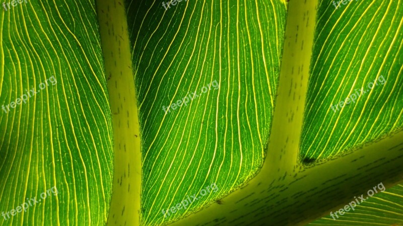 Green Leaf Leaves Mesopodium Petiolus Green