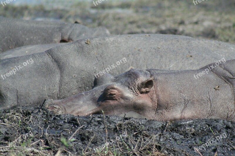 Mammal Animal Africa Hippos Nature