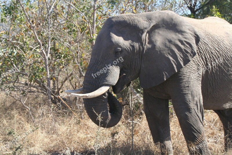 Mammal Animal Elephant Eating Elephant Nature