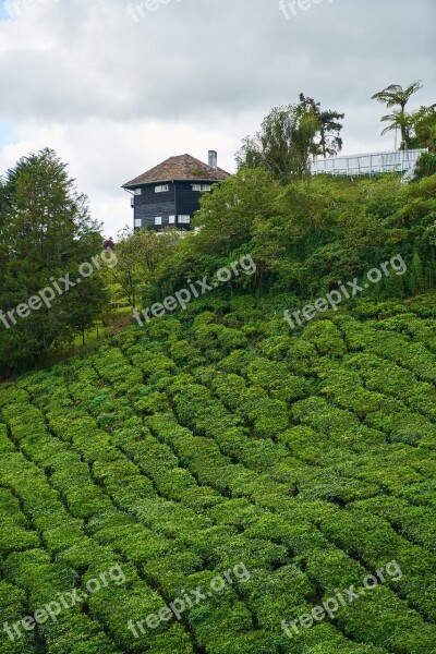 Tea Field Landscape Background Beautiful