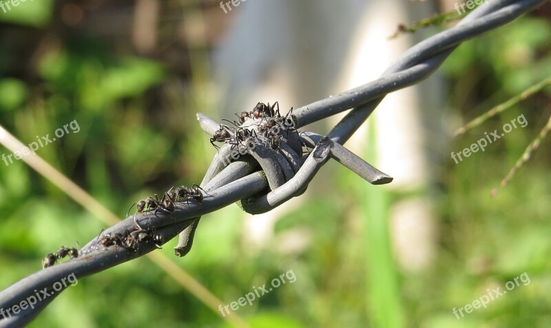 Insect Macro Anthill Collection Guatica