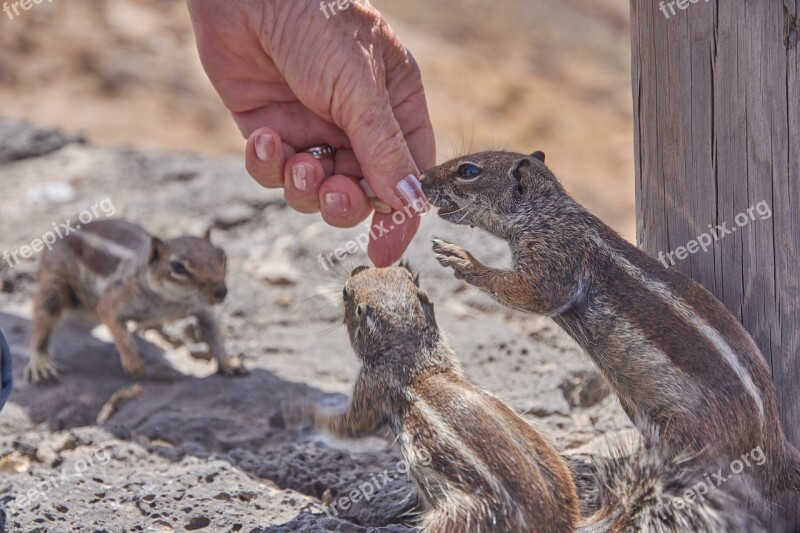 Chipmunk Feed Eat Hand Nuts