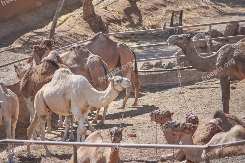 Camel Eat Straw Feed Steal