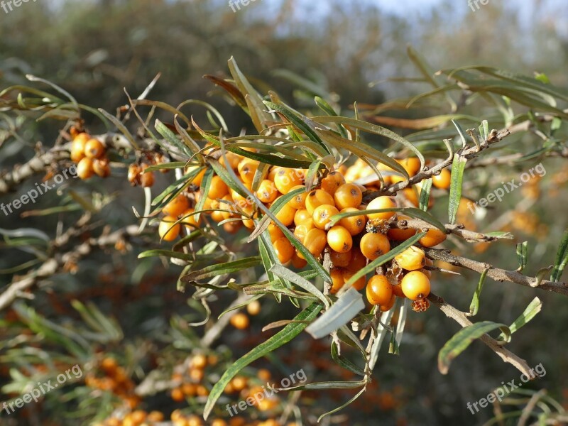 Sea Buckthorn Hippophae Rhamnoides Wild Fruit Orange Free Photos