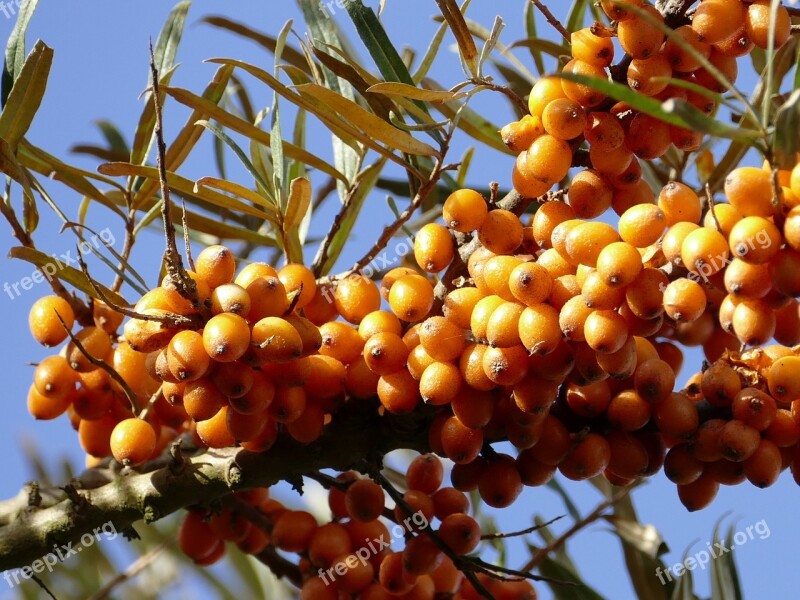 Sea Buckthorn Hippophae Rhamnoides Wild Fruit Orange Free Photos