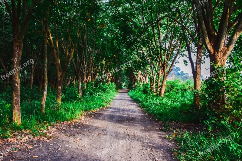 Nature Pa The Forests Tree Green